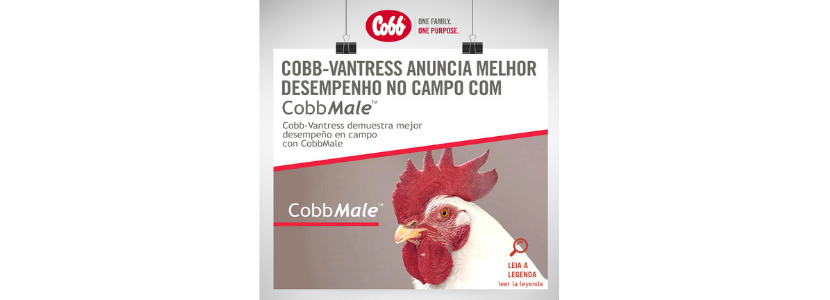 Cobb-Vantress anuncia melhor desempenho no campo com CobbMale
