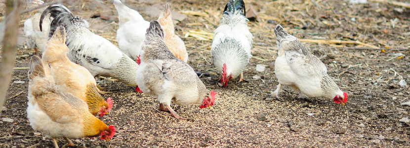 Brote de Salmonella en EE.UU. se ha relacionado con avicultura de traspatio