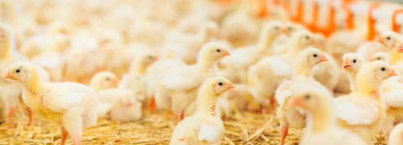 En México se garantiza el abastecimiento de proteína avícola