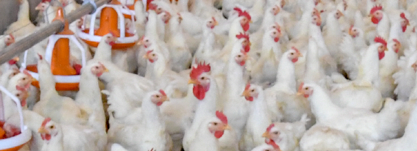 México-producción-pollo-aumenta-1,8%-disminuyen importaciones-2021