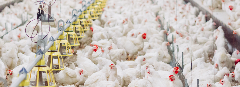 Paraguay exportación carne de ave aumenta 1 trimestre 2021