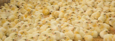 Labor shortage and low hatching impacts poultry says Tyson