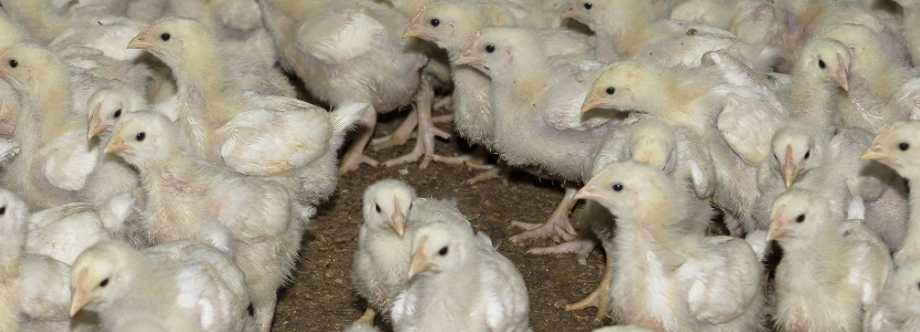 Avicultores colombianos: 60 millones de aves en riesgo de muerte por bloqueo de vías