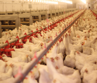 Iamgen Revista Influence of breeder nutrition and management on flock performance