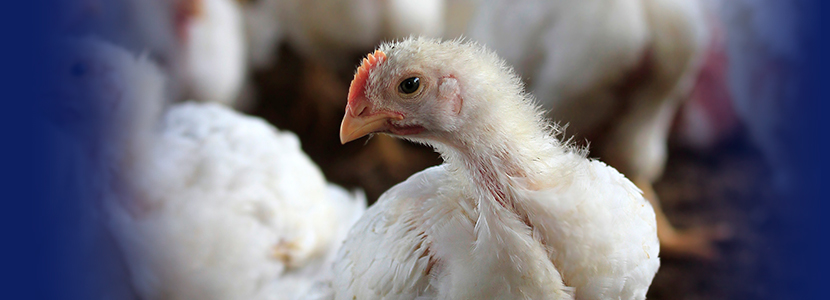 Coccidioses em frangos de corte nas agroindústrias brasileiras, oito anos de monitoramento