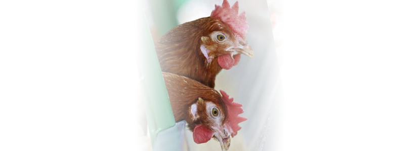اتجاه الرفاهية في رعاية الدواجن: الدجاج البياض
