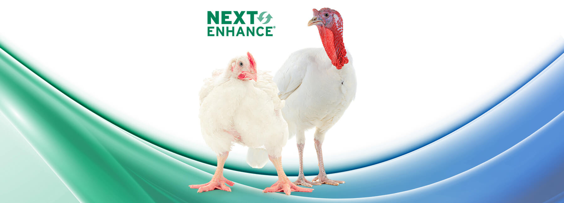 Next Enhance 150 – Performance productiva y bienestar de los animales