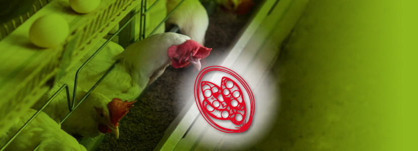 Coccidiosis en gallinas ponedoras: control, bienestar y rentabilidad