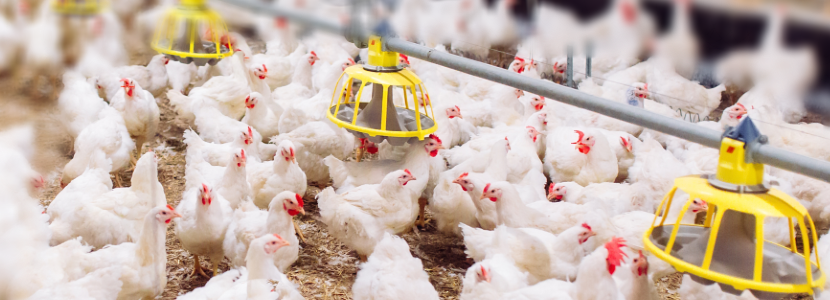 avicultura-brasilena-solicita-gobierno-adoptar-medidas-frente-alza-materias-primas
