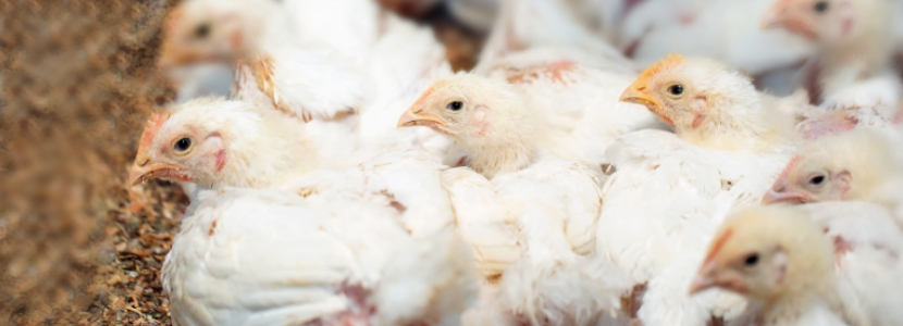 Colombia presenta resultados sobre control y erradicación de enfermedades avícolas