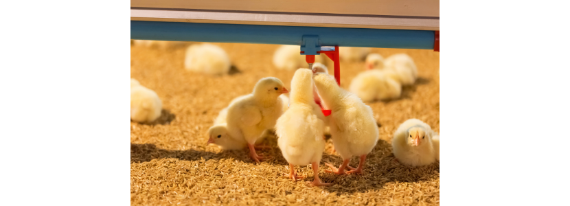 Es necesario tener seguridad en la elección de probióticos de calidad para uso en la alimentación de pollos de engorde y gallinas ponedoras