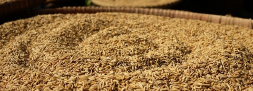 duas safras arroz em substituição ao milho na alimentação animal