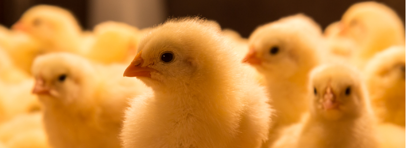 Avicultores bolivianos preocupados ante el ingreso ilegal de productos avícolas