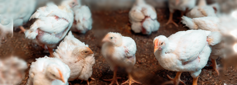 Avicultores panameños ajustan producción de pollo frente a caída de demanda