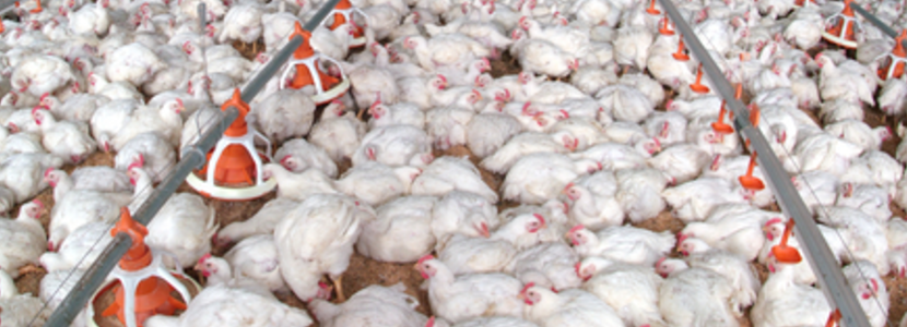 sector-avicola-colombiano-continua-perdidas-economicas-aves-riesgo-muerte