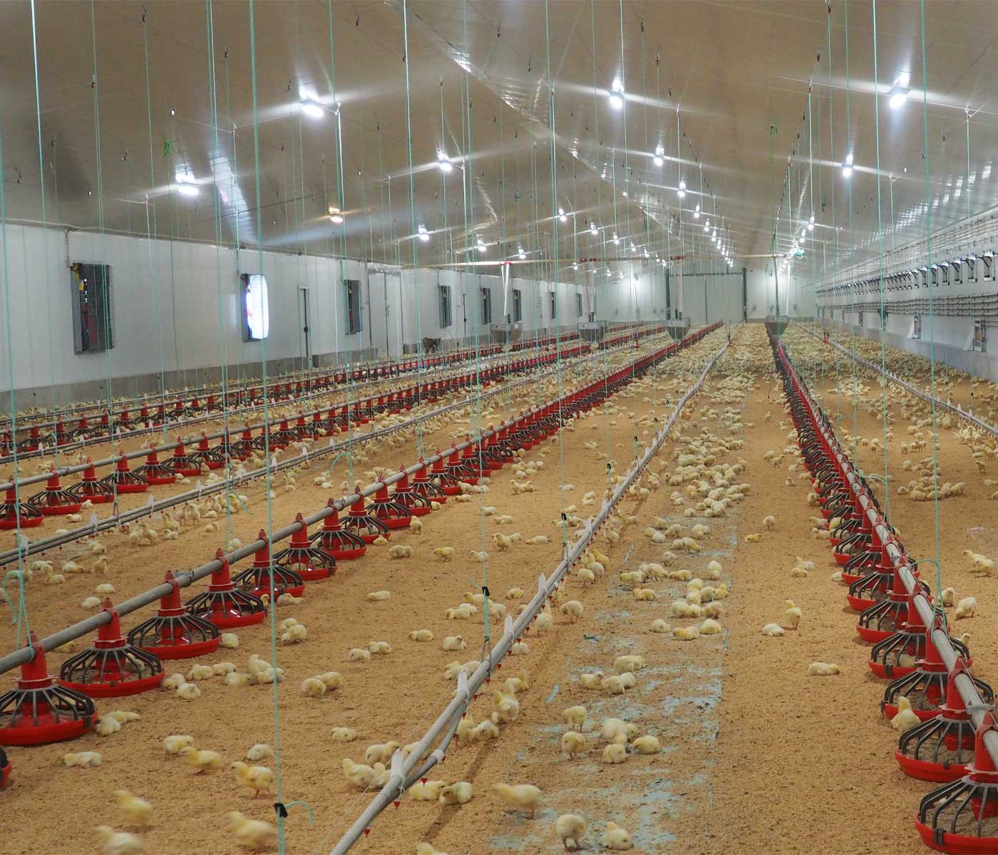 A la cabeza en I+D en instalaciones avícolas: EL CONTROL...