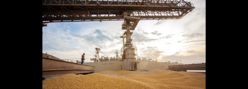 escassez de milho disponibilidade de grãos