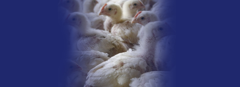 Impacto do manejo, umidade e concentração de amônia na cama sob a pododermatite em frangos de corte