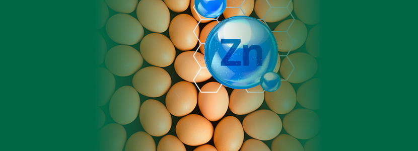 Mejorando la calidad de la cáscara del huevo y reforzando los huesos a través del uso de minerales traza altamente biodisponibles