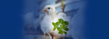 OREVITOL M, su efecto antimicrobiano y productivo en la producción avícola