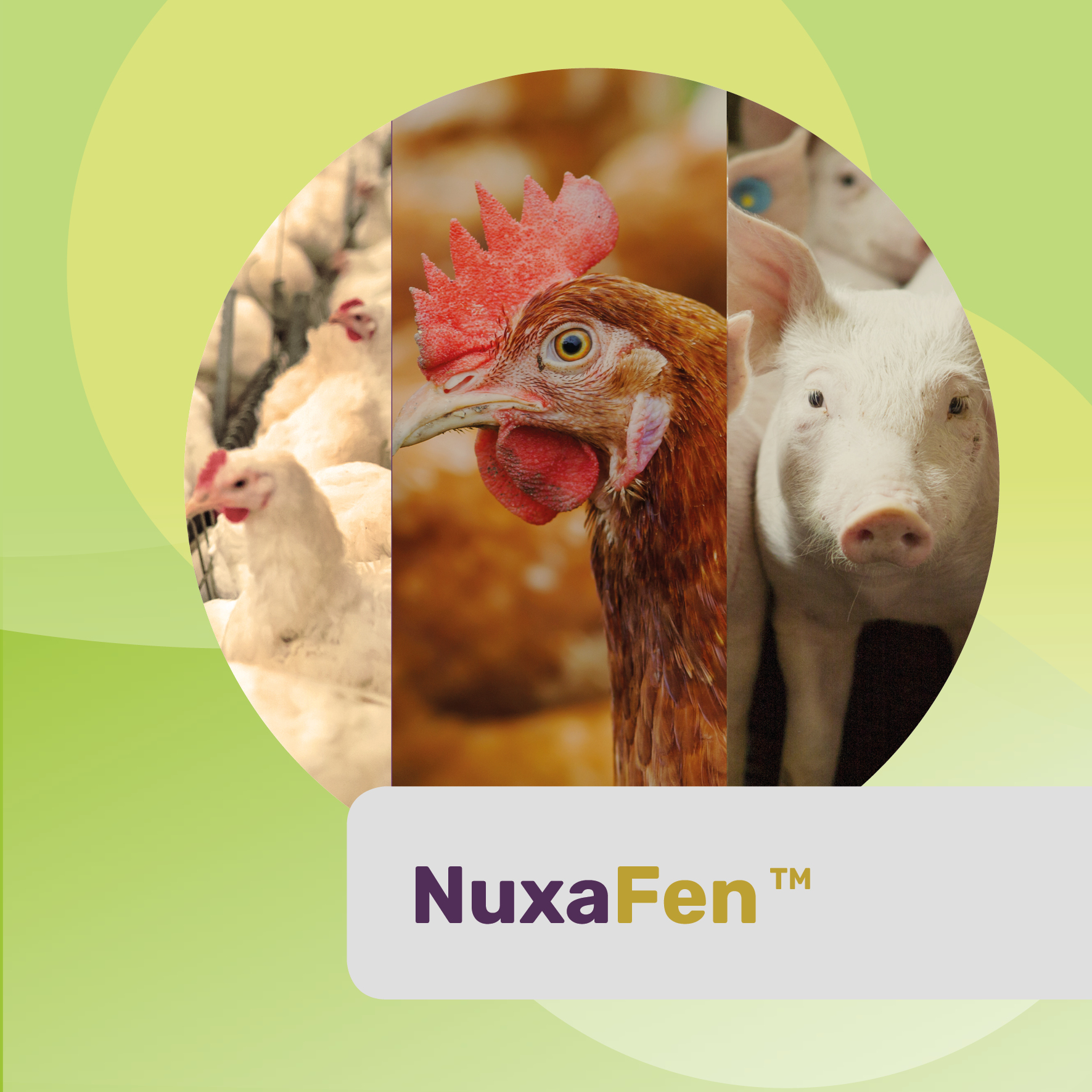 NUXAFEN ™ Antioxidante Natural Ultra Concentrado