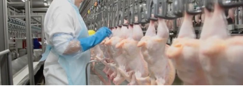 Brasil: Exportaciones de carne de pollo aumentan 6,53% en primer semestre 2021