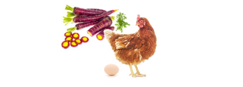 Chile-desarrollan-ingrediente-base-zanahoria-morada-sector-postura