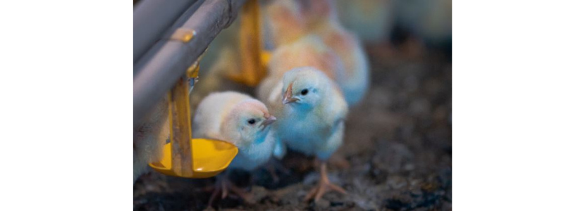 Vacina de imunocomplexo natural é eficiente em aves com diferentes níveis de anticorpos maternos contra Doença de Gumboro