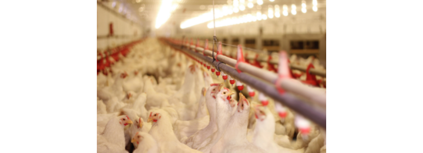 HOJE: CHR Hansen realiza Probiotic Day sobre bem-estar e probióticos na avicultura