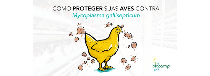 Mycoplasma gallisepticum: conheça melhor essa doença tão prejudicial às granjas