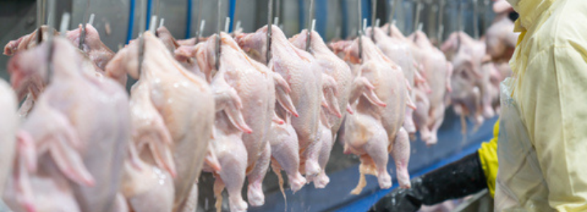 exportações de carne de frango julho 2021