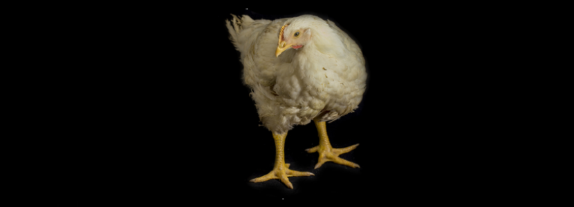¿Cuál es el origen del pollo?