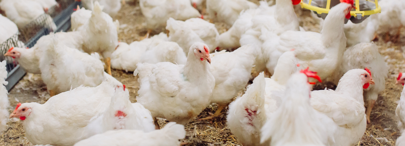 The outlook for the global poultry industry continues to improve: Rabobank