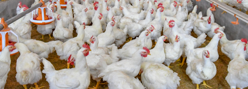 Campylobacter spp in broilers and how to prevent it