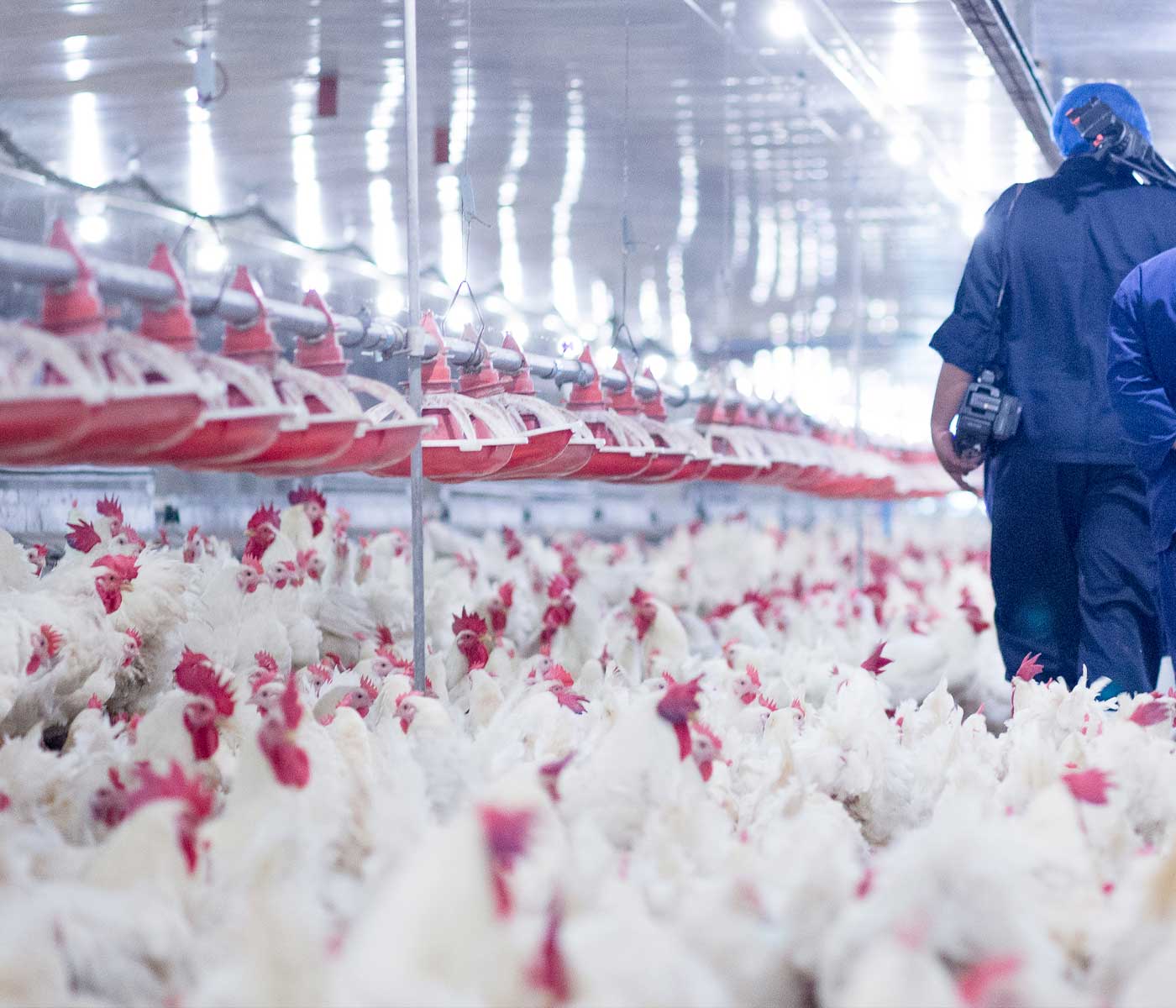 Granja de pollos para carne: Programa de Luz, una visión actualizada