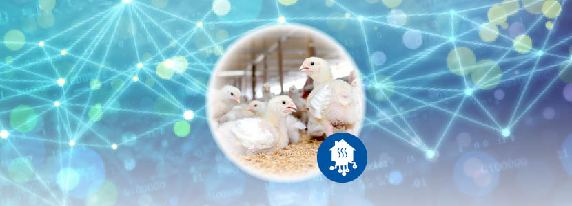 Ambiência e Inovação na Avicultura