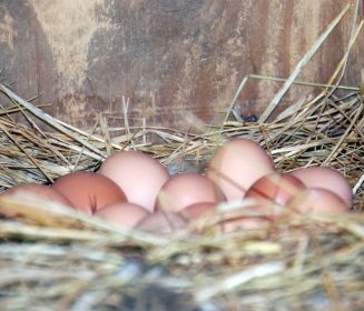 Imagen Revista Huevos en el piso: Manejo para que las ponedoras pongan menos huevos en el piso