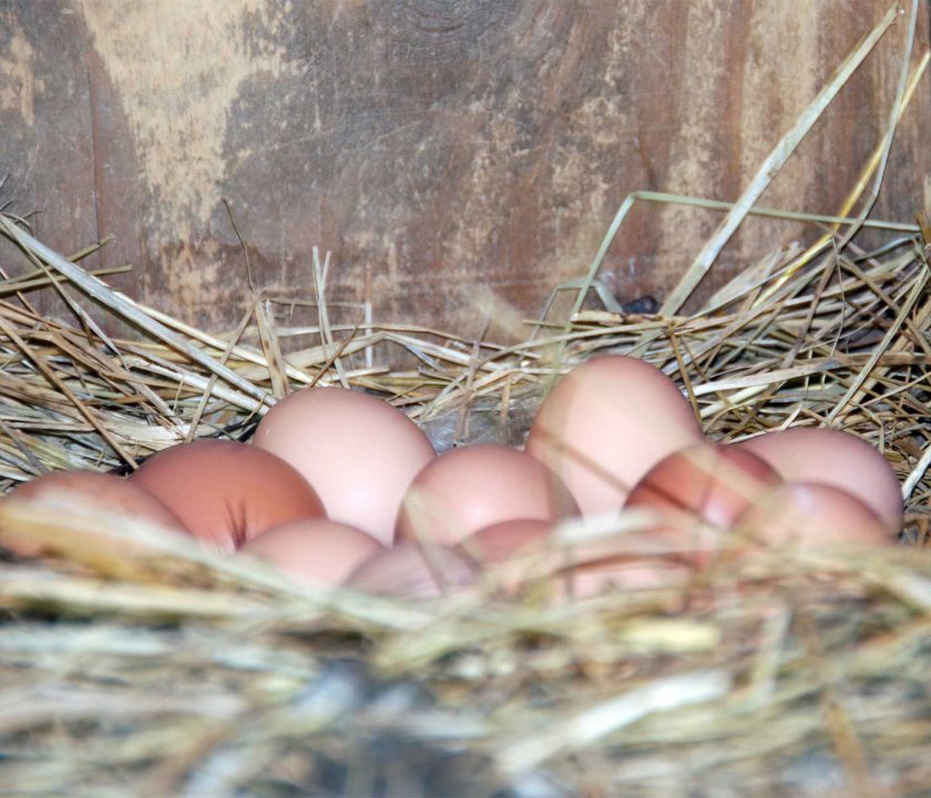 Huevos de plástico de gallina Ponedora