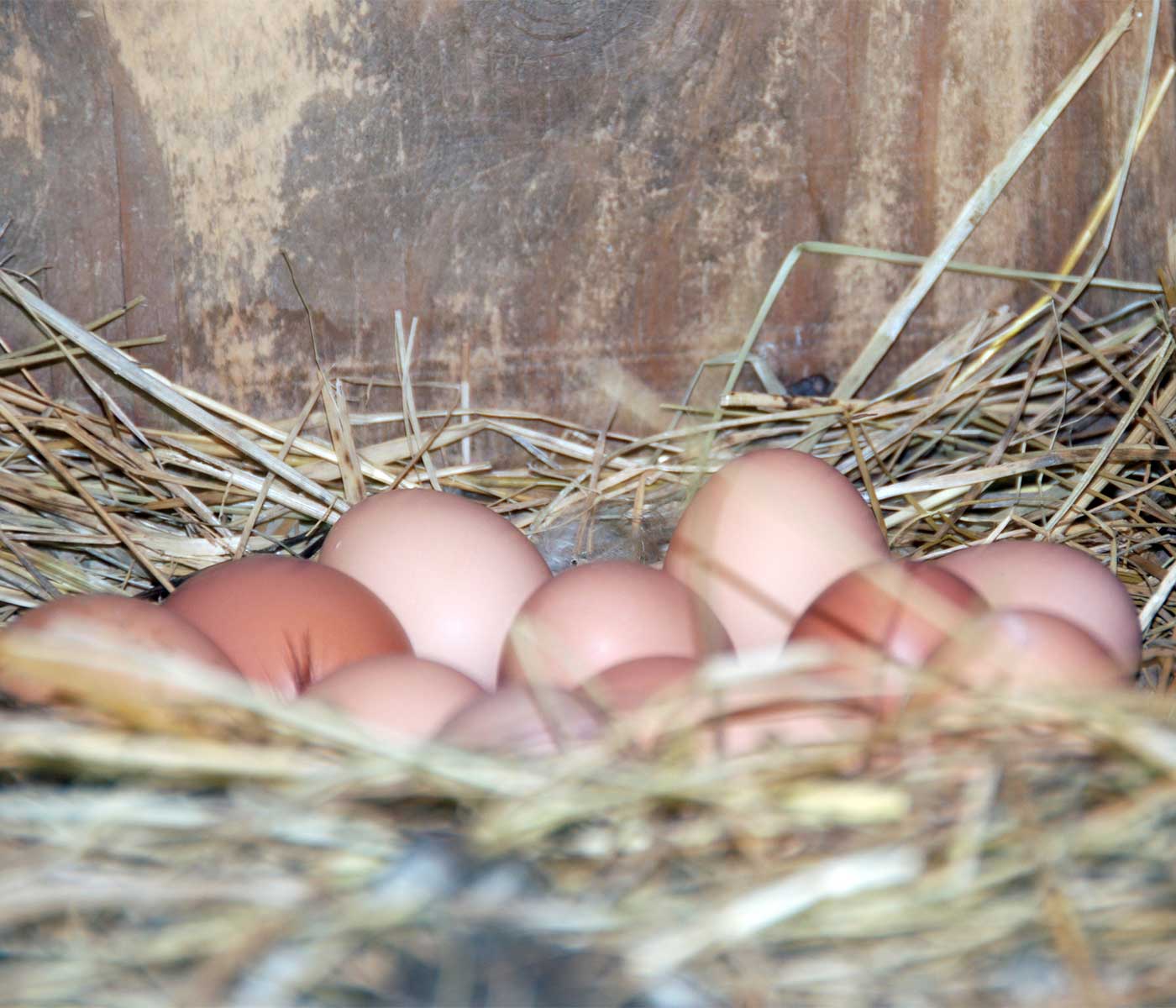 Huevos en el piso: Manejo para que las ponedoras pongan menos huevos en el piso