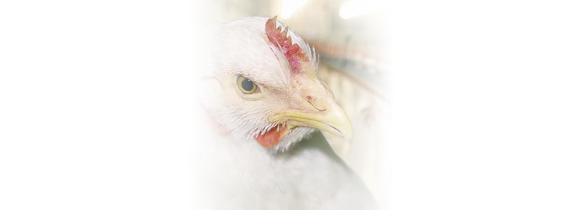 El aumento de los costes de producción pone en riesgo los resultados de las empresas avícolas