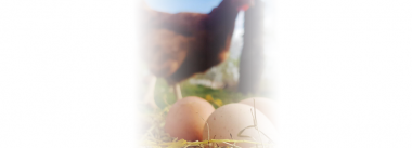 Imagen Revista Floor Eggs: Management to make layers lay fewer eggs on the floor