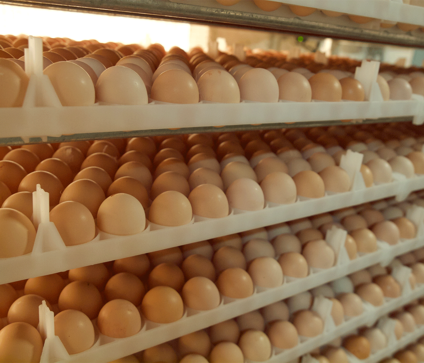 Huevos incubables, efectos del almacenamiento