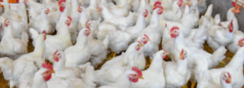 industria-avícola-mundial-continuará-mejorando-este-2021