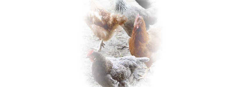 Algunas causas de camas húmedas en pollos y gallinas