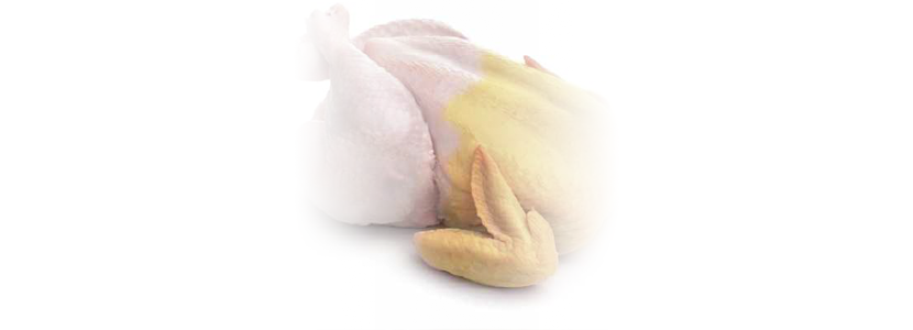 Salud Intestinal, la gran aliada de la pigmentación de la piel de los pollos