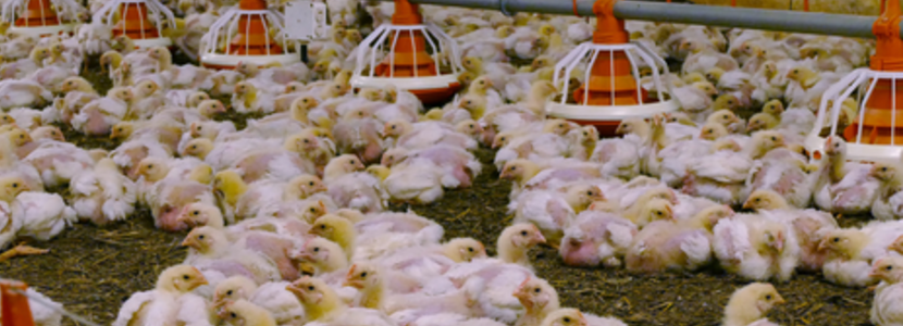 ALA-avicultores-latinoamericanos-defienden-sistema-alimentario-avícola-ONU