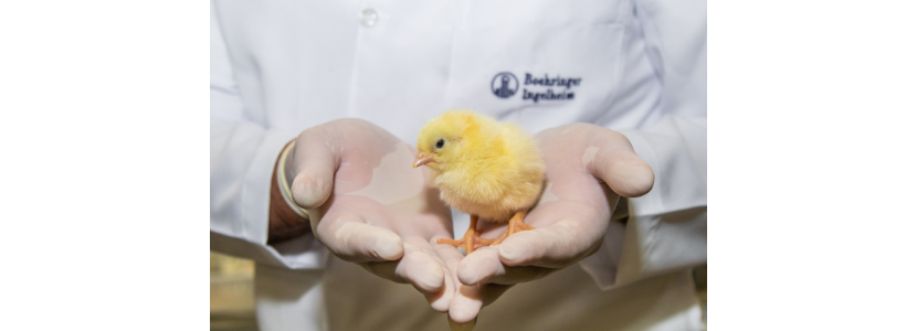 No “Dia do Avicultor”, a Boehringer Ingelheim Saúde Animal reforça o seu compromisso com investimentos e lançamentos para o setor