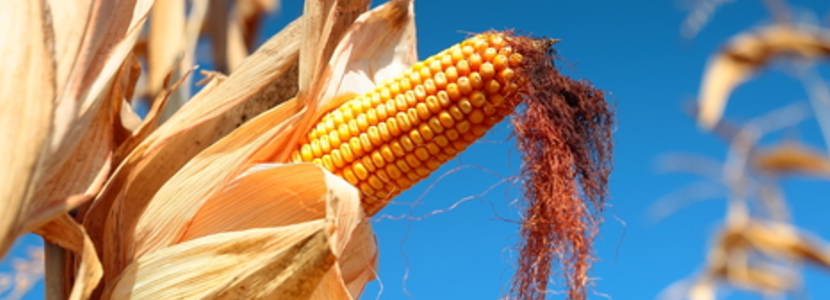Investigación peruana desarrolla nueva variedad de maíz: Beneficia a avicultura