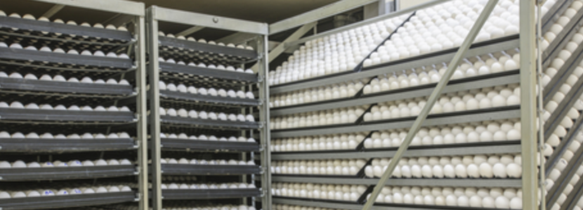 Japón ha abierto su mercado a la genética avícola brasileña