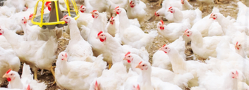Uruguay tiene un gran potencial exportador de carne de ave
